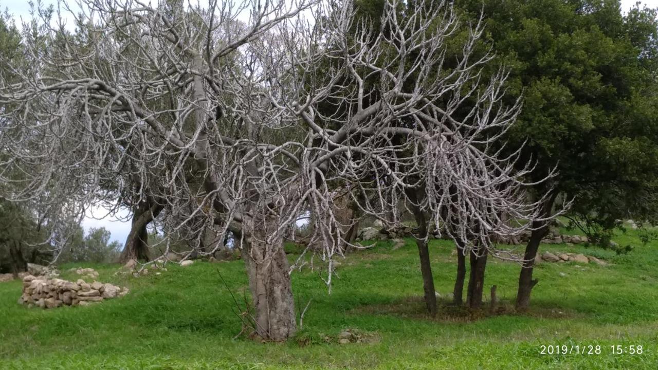 הוילה Skala Sykamineas Ktima Kiourelioti מראה חיצוני תמונה