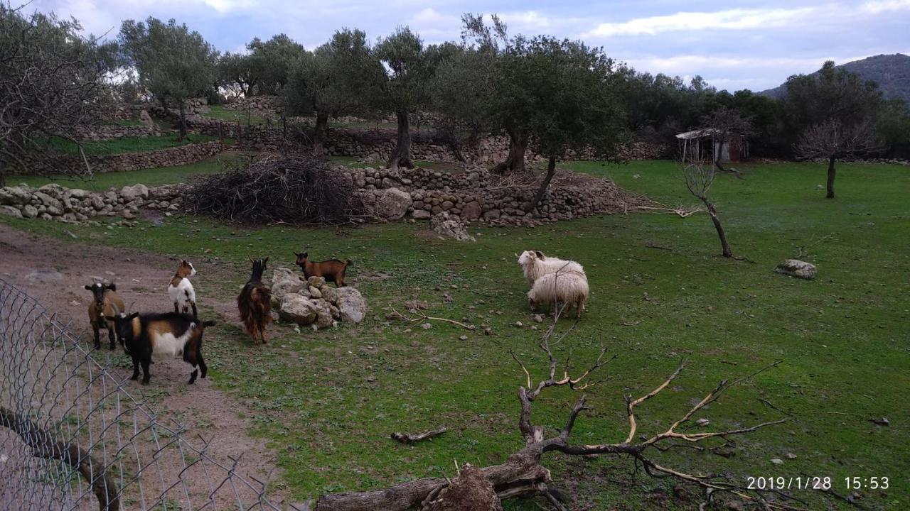 הוילה Skala Sykamineas Ktima Kiourelioti מראה חיצוני תמונה