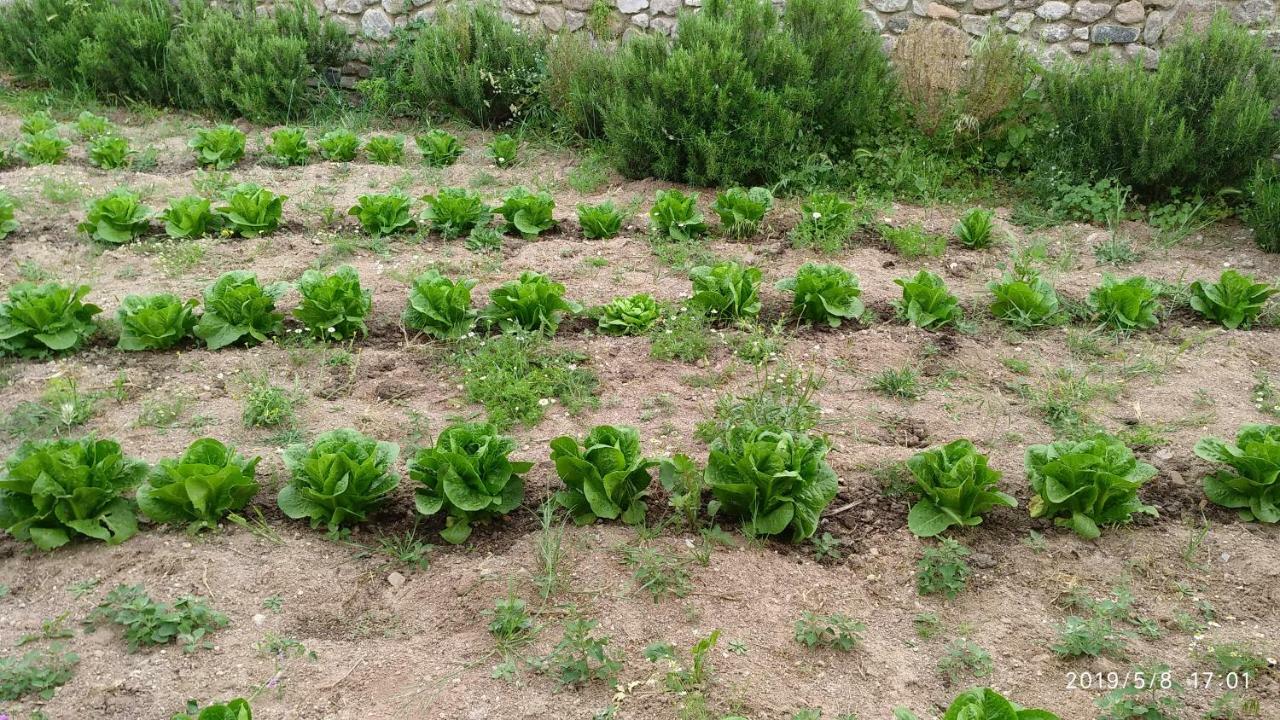 הוילה Skala Sykamineas Ktima Kiourelioti מראה חיצוני תמונה